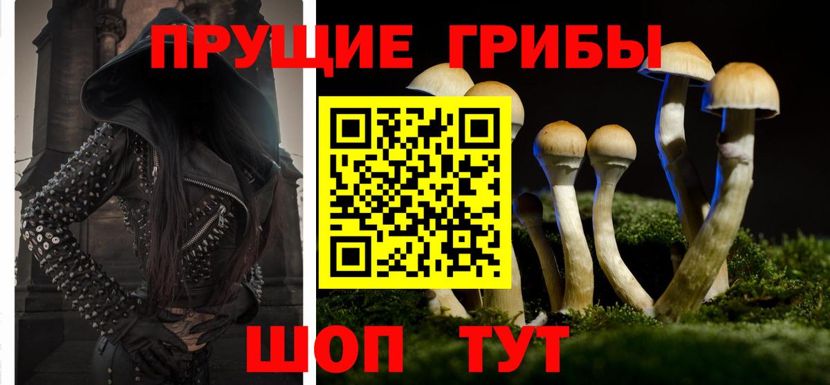 Псилоцибиновые грибы Psilocybine cubensis Людиново